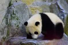 熊猫社区 期盼已久的夏天终于来啦