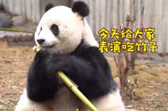 熊猫社区 大熊猫吃播秀——竹子篇
