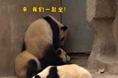 熊猫社区 “善变”的大熊猫宝宝
