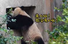 熊猫社区 饿到怀疑熊生