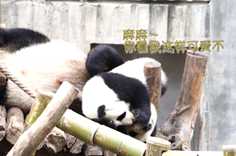 熊猫社区 熊猫日常之“不让妈妈省心的熊孩子”