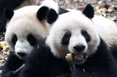 熊貓社區 一起吃飯會更香
