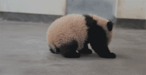 成都：延长断奶时间 熊猫宝宝学技能