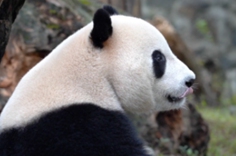 熊貓社區 一只努力控制食欲的熊貓