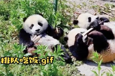 熊貓社區 熊貓寶寶擼起袖子加油吃