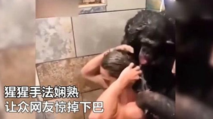 手法娴熟 澳猩猩搓澡洗头堪称专业
