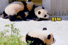 熊猫社区 熊猫宝宝集体晒太阳