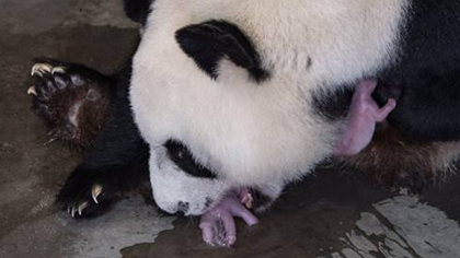 今年陜西首對大熊貓龍鳳胎誕生