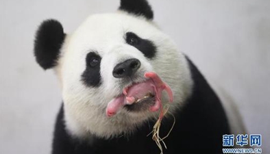 探访首次当妈的海归大熊猫“阿宝”