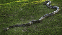 世界蛇日 澳动物园选出“巨蟒之王”