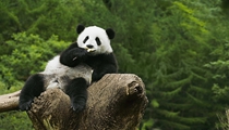 大熊貓&ldquo;姐妹花&rdquo;安然度暑