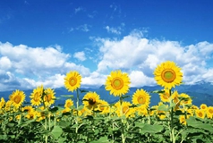 本想仗剑走天涯 却因天气太大而取消计划