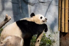 三九大boys手牵手，四川IP跟到走