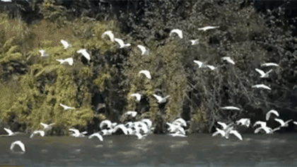 广东河源万绿湖：千只白鹭与长天齐飞