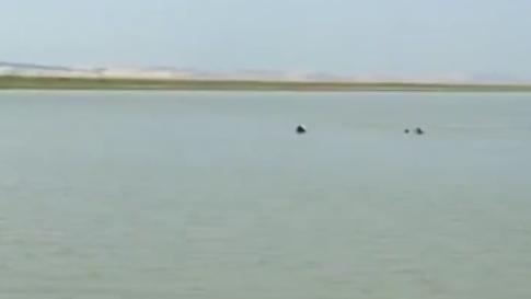 鄱陽湖康山水域 近50頭江豚“組群”水中嬉戲