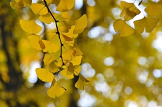 2019四川高校银杏地图已到货 搞快来“转耍”！