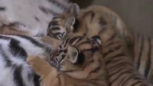 上海動物園再添“小虎隊” 孟加拉虎四胞胎滿月