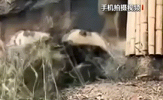 四川：地震來臨 大熊貓飛奔上樹