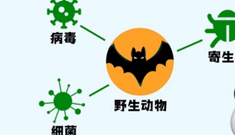新闻绿皮车·战“疫”特别节目｜对“野味”说不