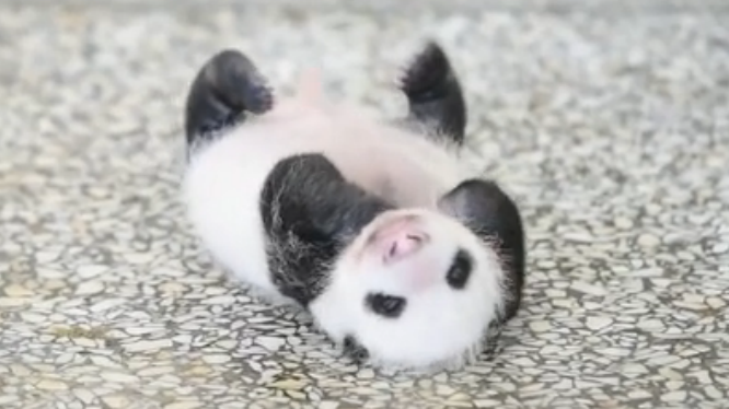 熊猫宝宝在线营业
