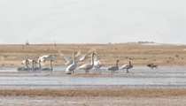 新疆和靜：巴音布魯克迎來大批遷徙天鵝
