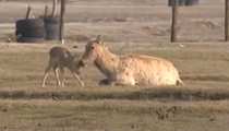 江蘇鹽城：大豐麋鹿保護區迎來麋鹿産仔高峰