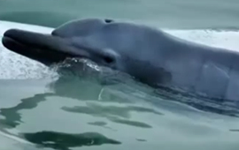 三娘湾发现白海豚幼崽