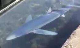 法國碼頭中現罕見藍鯊