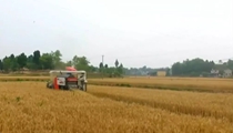 夏粮陆续进入成熟期：我国西南麦区喜获丰收