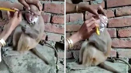 印度理发店给猴子理发