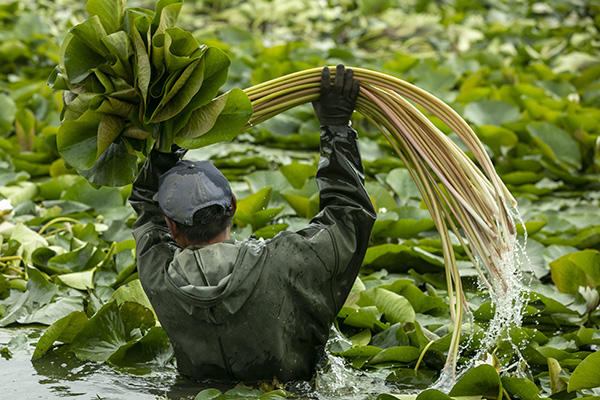 百亩莲花开 采收正当时