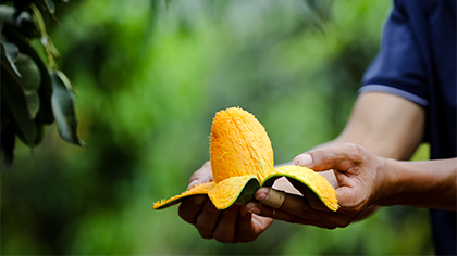 芒果&ldquo;出嫁&rdquo;记