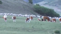 內蒙古：30萬頭牲畜6月1日啟程轉場夏季牧場
