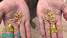 难逢难遇！一批上过天的种子在四川播种了