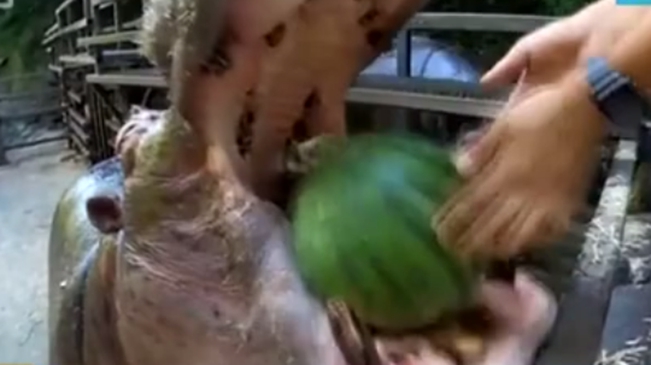 硬核“吃播”：日本河马酷爱西瓜 一口一个