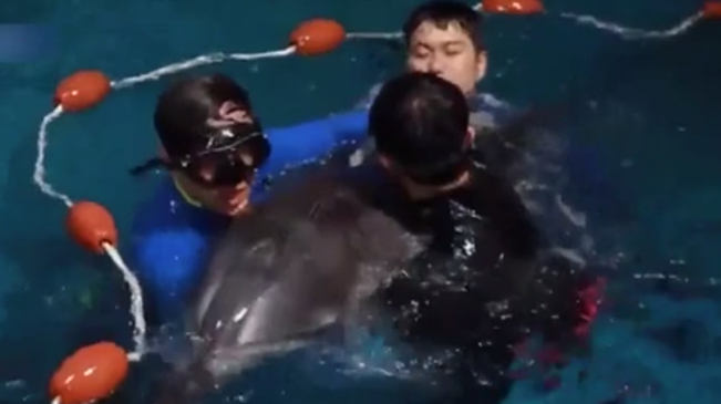 离奇死亡 韩国水族馆8只海豚相继殒命