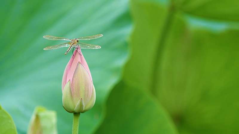 【微視頻】雨&middot;荷