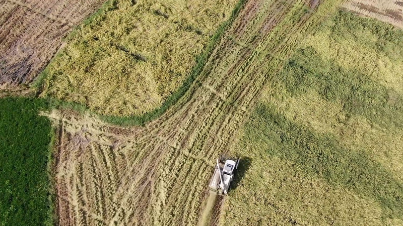 福建浦城：風吹稻浪好&ldquo;豐景&rdquo;