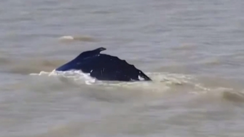 迷路！座头鲸误入澳大利亚鳄鱼河