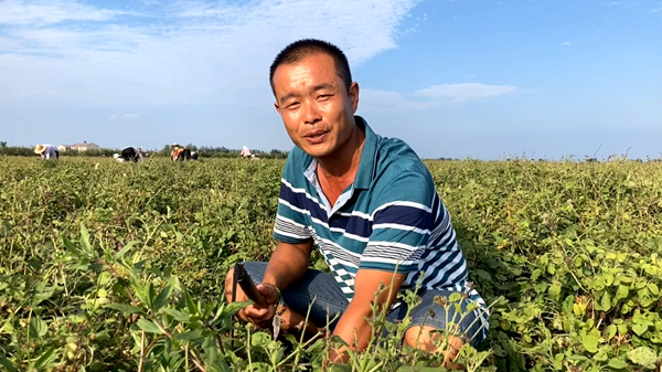 湖北老河口：丹參助力脫貧成&ldquo;良藥&rdquo;