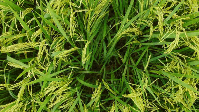 【&ldquo;飛閱&rdquo;中國】福建邵武：&ldquo;糧&rdquo;辰美景繪豐年