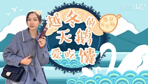 场记|VLOG：越冬的天鹅爱吃馕