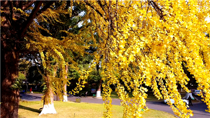 城市角落有美景 百年银杏醉游客