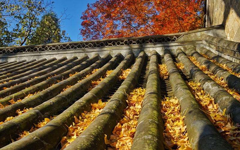 青岛崂山太清宫:古树争艳 色彩斑驳