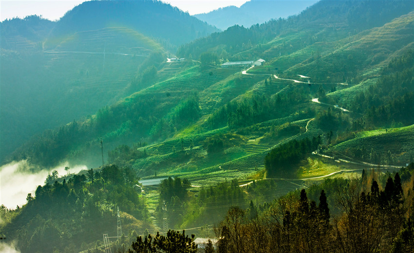 漁民上岸變菜農 轉型致富路更寬
