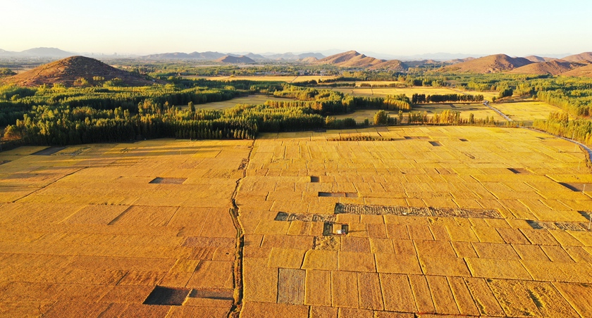 全国粮食再获丰收 连续6年超1.3万亿斤