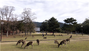 走进初冬的日本奈良公园
