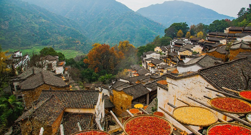 江西婺源：篁岭晒秋邂逅美丽&ldquo;枫&rdquo;景