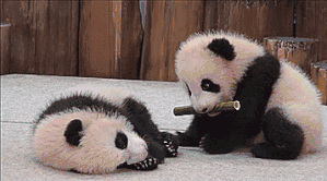 在台熊猫“圆宝”接受特训 预计元旦和游客见面