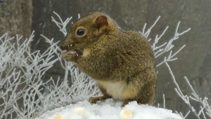 微視頻：超可愛松鼠！雪地覓食萌翻遊人